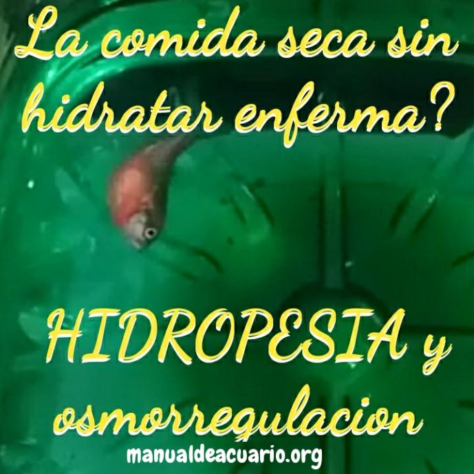 Hidropesia en peces