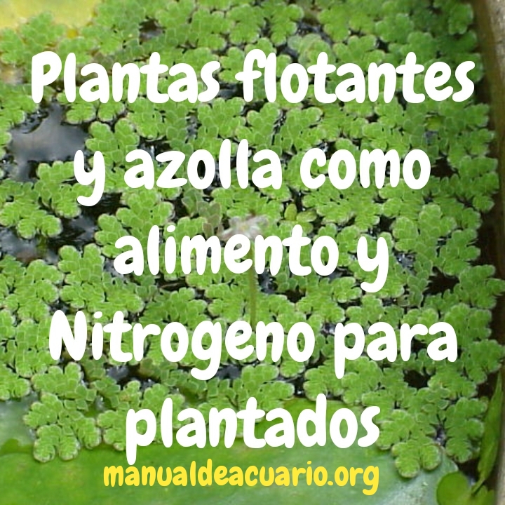 Plantas flotantes y Azolla como alimento y nitrógeno para plantados