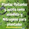 Azolla Anabaena para aportar Nitrógeno al acuario y beneficios de plantas flotantes