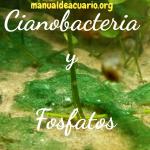 Cianobacteria como evitarla y erradicarla