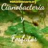 Cianobacteria y altos Fosfatos en acuarios 1