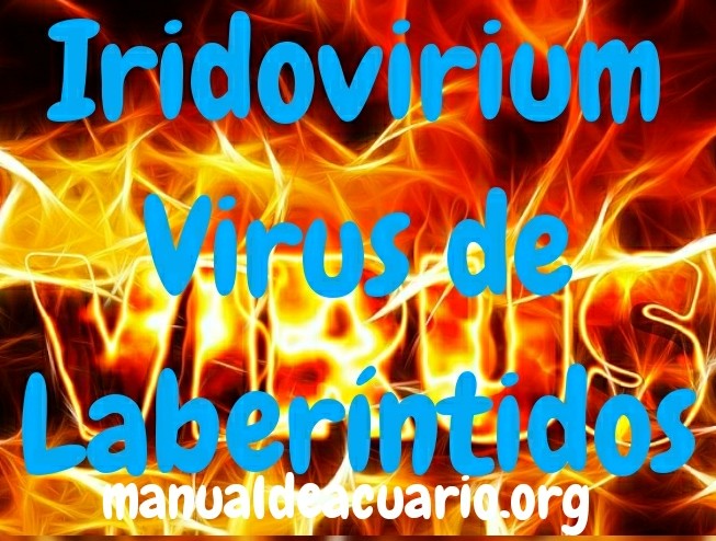 Iridovirium o virus de laberintidos