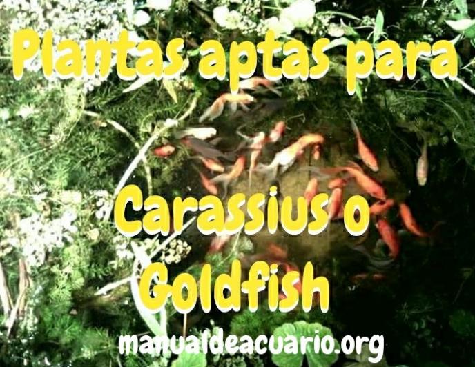 Plantas aptas para Carassius