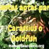 plantas aptas para Carassius