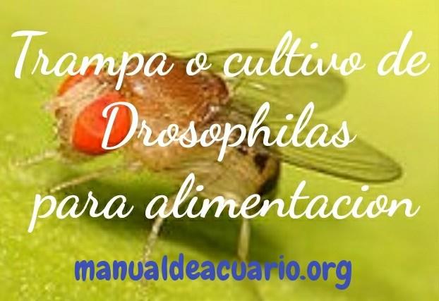 Trampa y cultivo de Drosofilas o moscas de la fruta