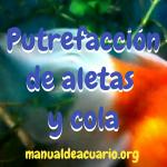 Putrefacción en aletas y cola de peces