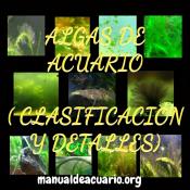 Algas de acuario