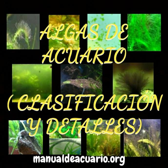 Algas de acuario clasificación y como eliminarlas