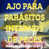 Mata parásitos internos de peces con ajo