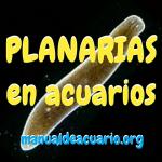 Planarias en acuarios como eliminarlas