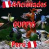 Grupo Whatssappaficionados guppys Perú
