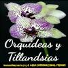 Grupo Whatsapp de ORQUIDEAS