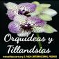 Grupo Whatsapp de ORQUIDEAS