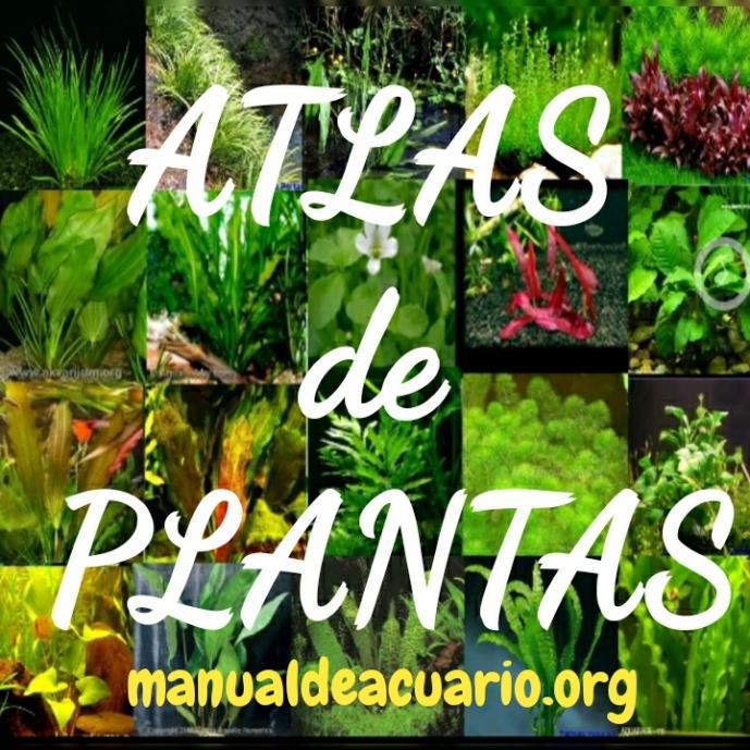 atlas de plantas de acuario