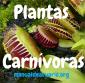 Grupo Whatsapp de PLANTAS CARNIVORAS