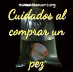 Cuidados al comprar un pez