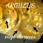 Argulus o piojo del agua