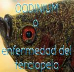 Oodinium o enfermedad del terciopelo