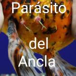 Parásito del Ancla