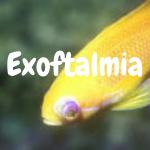 Exoftalmia