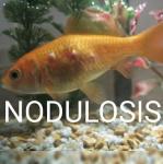 Nodulosis