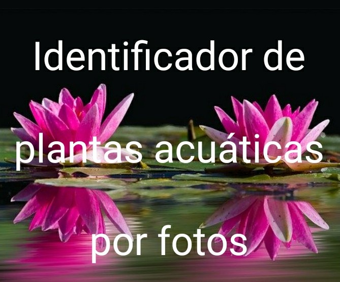 identificador de plantas por foto del atlas de manualdeacuario.prg