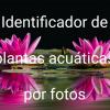 Identificador de plantas por foto del atlas de manualdeacuario.org