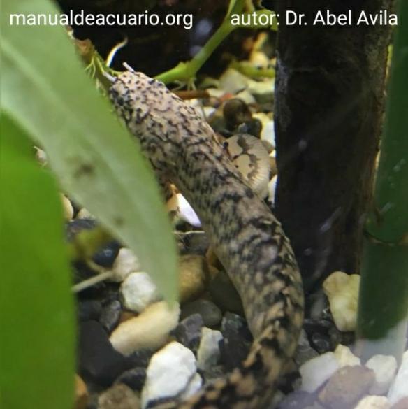 Polipterus ornatipinnis o Dragón Jaspeado
