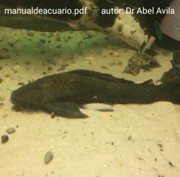 Hypostomus Plecostomus Chupa Algas, Pleco, Plecostomus