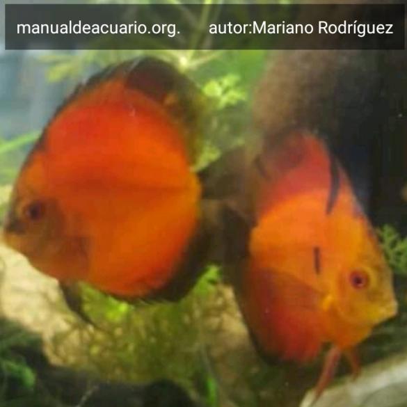 Symphysodon Aequifasciatus Discus, Pez Disco
