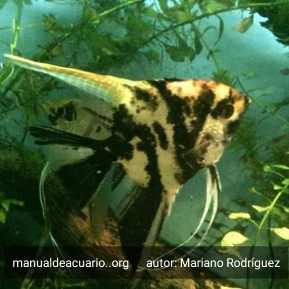 Pterophyllum Scalare Escalar, Pez Ángel