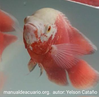 Astronotus Ocellatus Oscar, Pavón Copaneca,Tigre Oscar