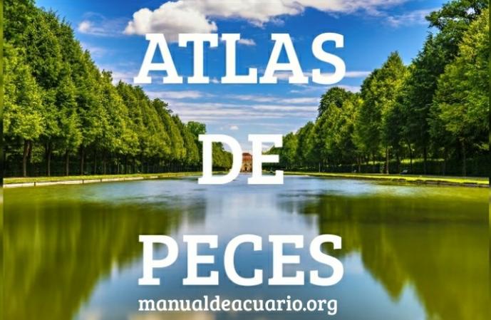 Atlas de especies de peces de AQUA INTERNACIONAL FRIENDS