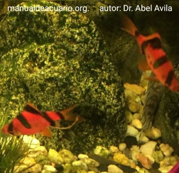 Puntius Tetrazona Barbo de Sumatra, Barbo Tigre, Barbo Sumatrano, Sumatranos