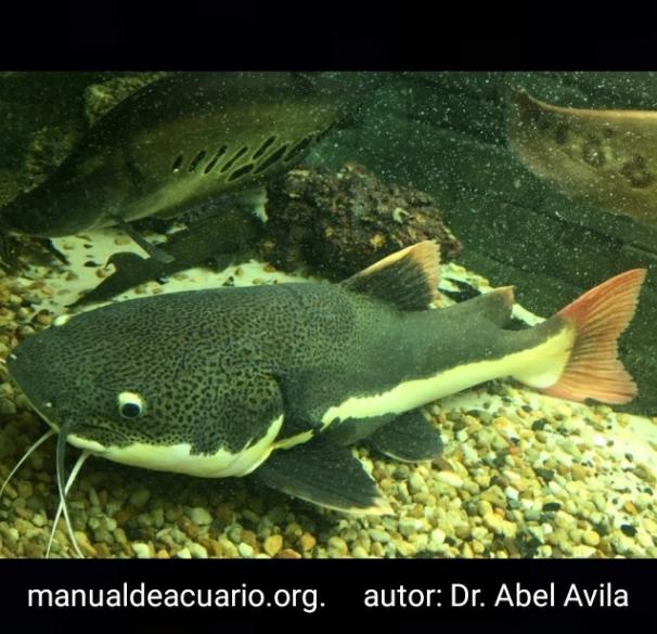 Phractocephalus hemioliopterus, Bagre cajaro, Pez gato, galaxia, cola roja