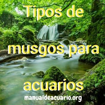 Tipos de musgos para acuarios