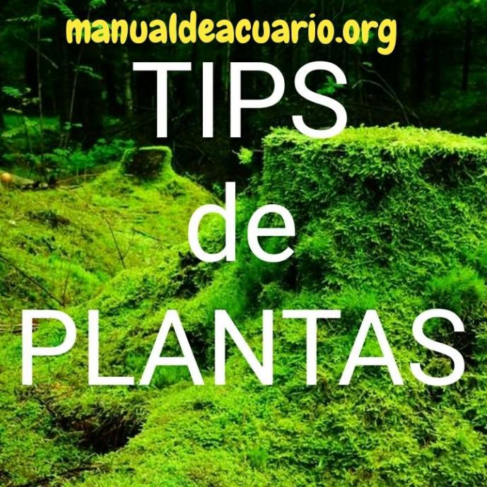 Tips de plantas acuáticas