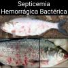 Septicemia Hemorrágica Bactérica en peces