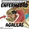 Enfermedad de las branquias 1