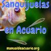 Sanguijuelas en acuario