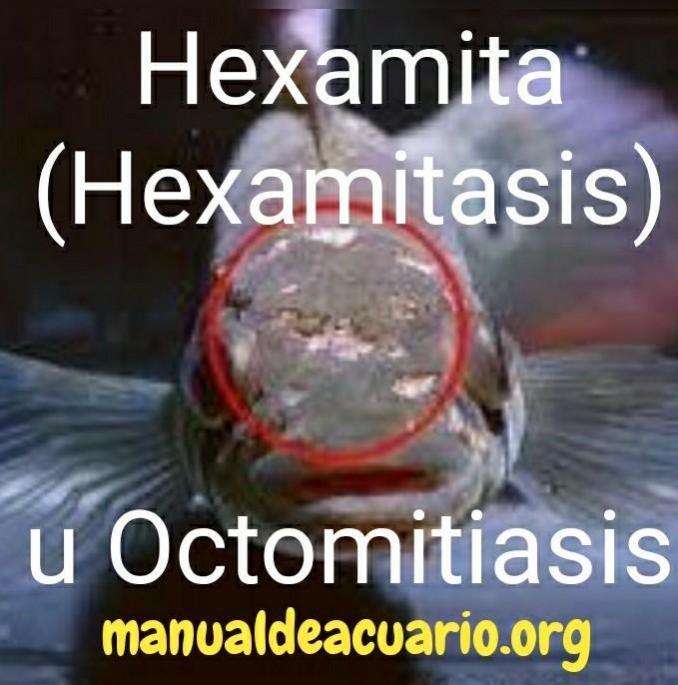 Hexamita,Hexamitasis, Octomitiasis
