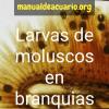 Infestación de larvas de moluscos. en branquias ( glochidium)