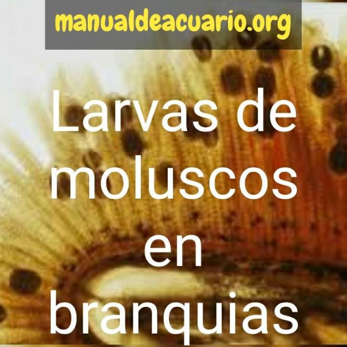Infestación de larvas de moluscos. en branquias ( glochidium)