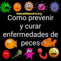 Como prevenir y curar enfermedades de peces