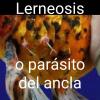 Lerneosis o parásito del ancla