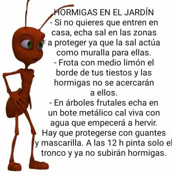 Evitar hormigas en el jardín