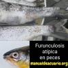 Furunculosis atípica en peces