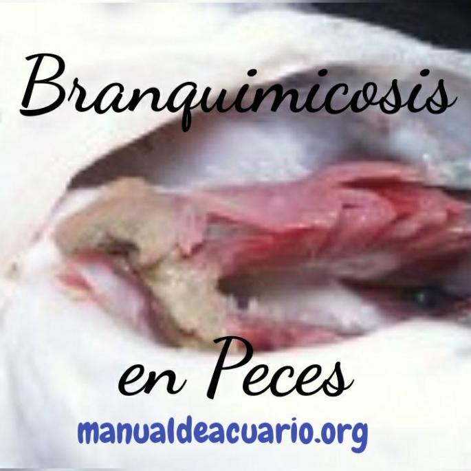 Branquimicosis en peces