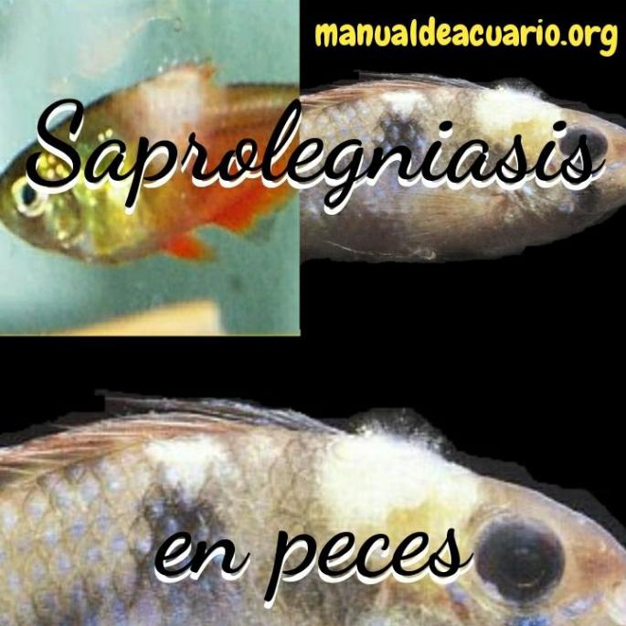 Saprolegniasis en peces
