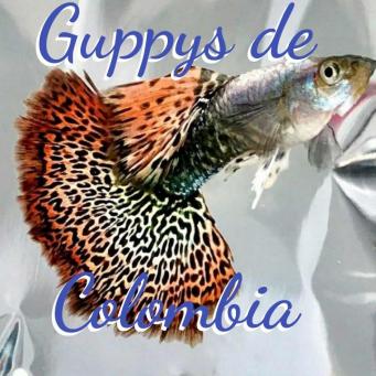 Grupo Whatssapp Guppys de Colombia
